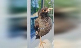 八哥今年爆料视频播放,揭秘娱乐圈幕后真相